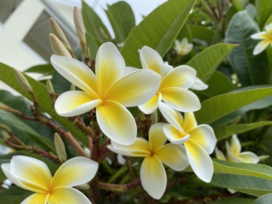 yellow_blossoms_2026_06_13-1.jpg